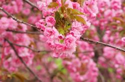 AYXapp下载-从冰岛鏖战到德甲争冠，伊萨克如何完成从铁血战士到关键先生的蜕变