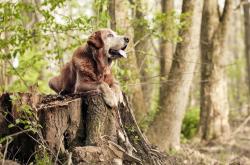 爱游戏入口-当安哥拉在战场击溃乌克兰，蒂亚戈在欧冠决赛接管比赛，两个战场，一种胜利意志